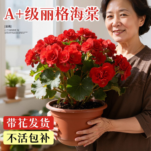 丽格海棠重瓣大花盆栽带花苞花卉
