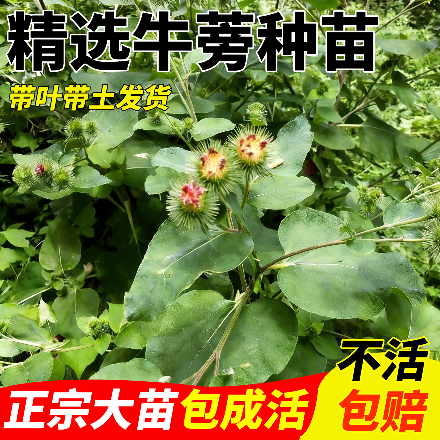 新鲜牛蒡种苗药材苗现挖牛蒡根苗中药材牛蒡植物庭院盆栽药用科普