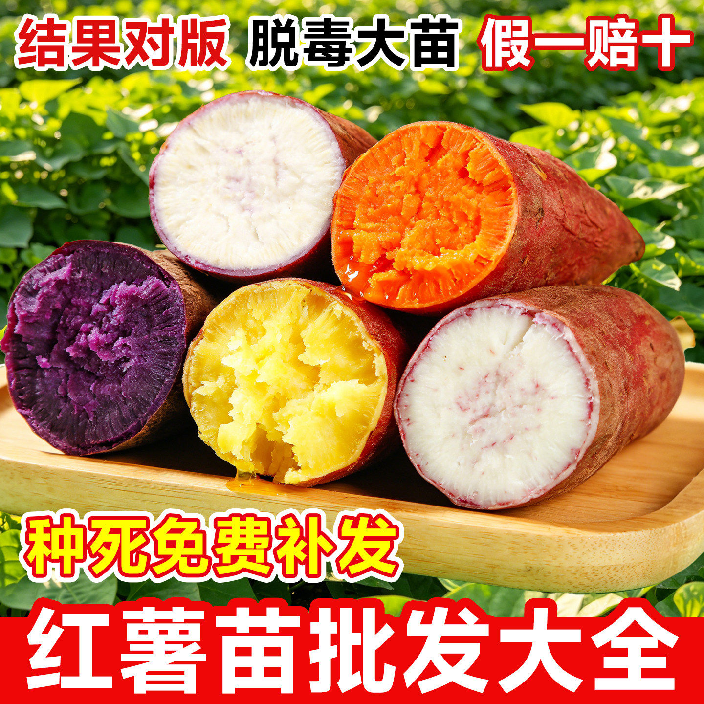 红薯苗秧烟薯25批发正宗西瓜红板
