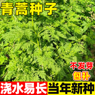 青蒿种子籽野生大叶驱蚊虫可药用可食用艾叶靳艾青团艾草种籽四季