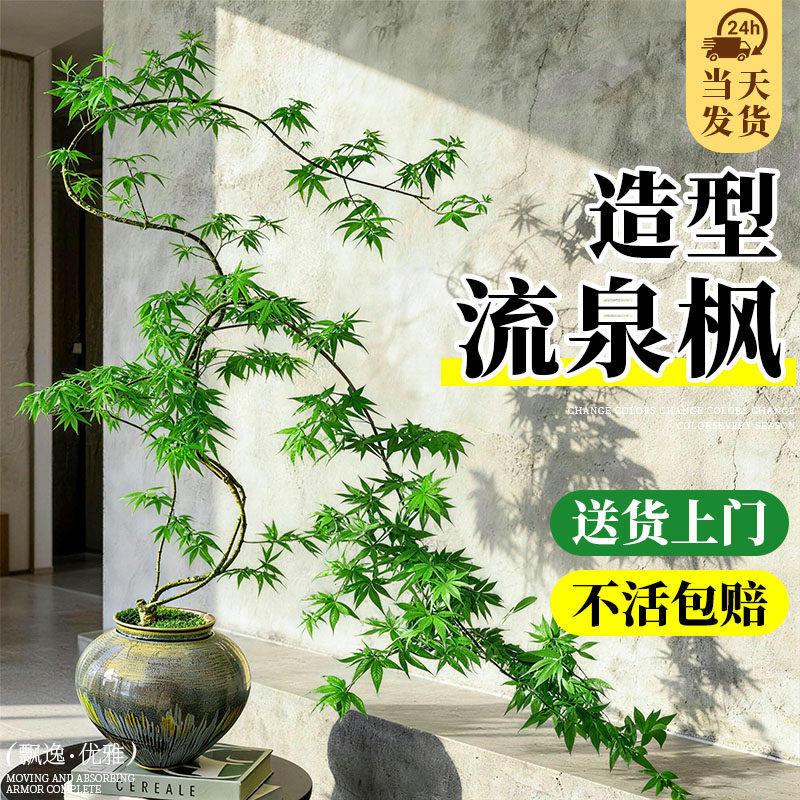 黄金流泉枫盆栽绿植室内四季好养