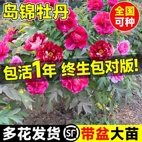 岛锦牡丹花树苗盆栽带花苞大苗正