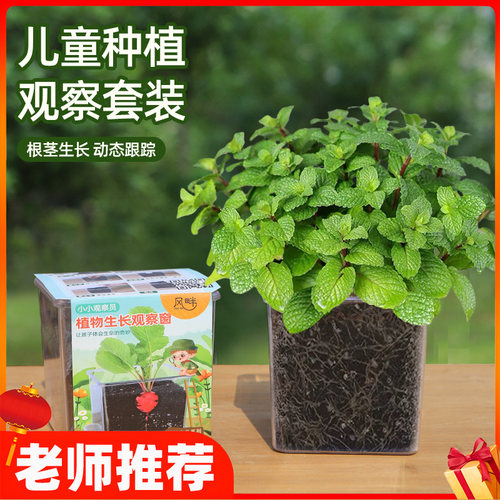 儿童种植小盆栽薄荷种孑向日葵番