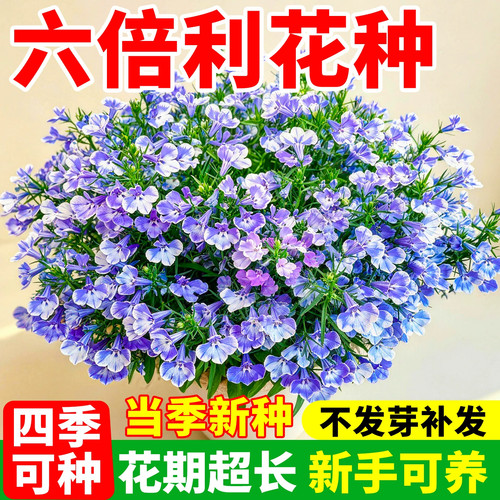 六倍利花种四季可播易活开花