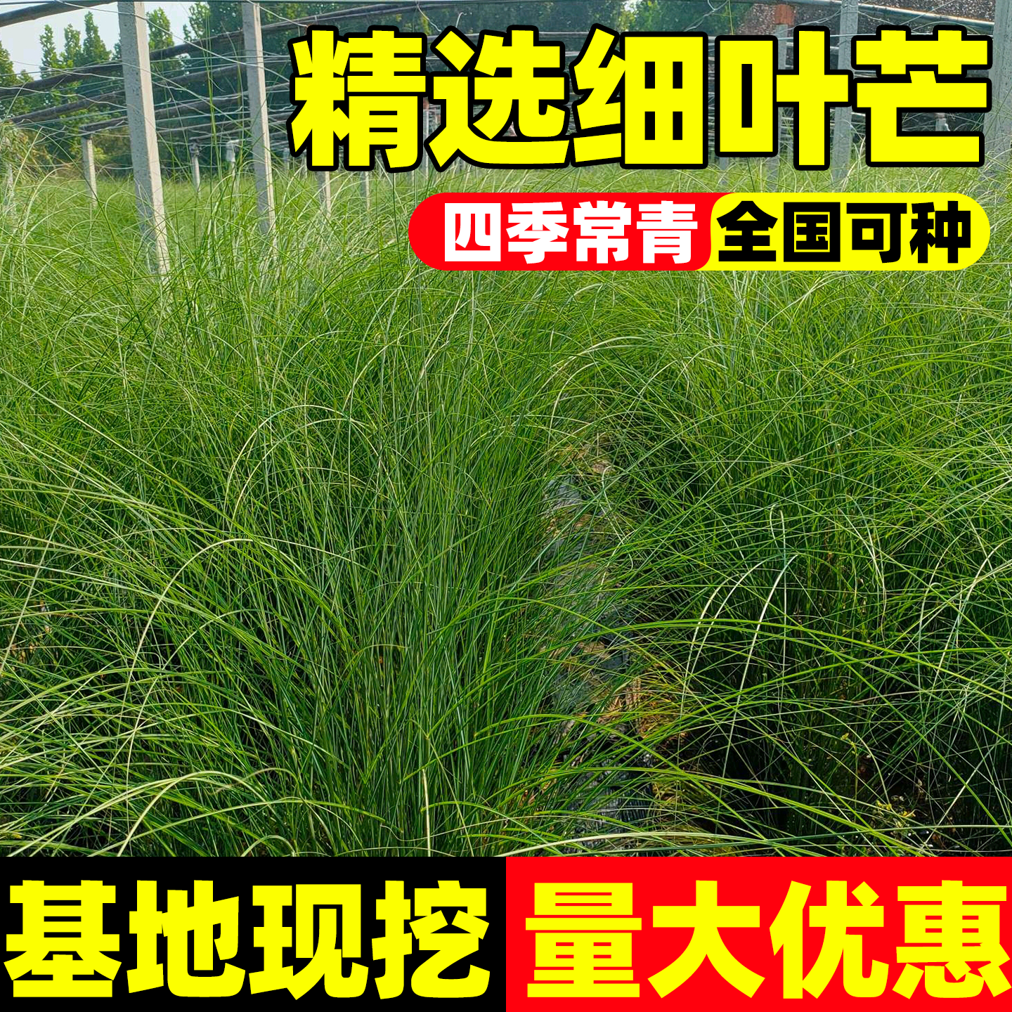 细叶芒盆栽苗地被观赏草庭院别墅绿化造景工程苗四季种植芒草宿根
