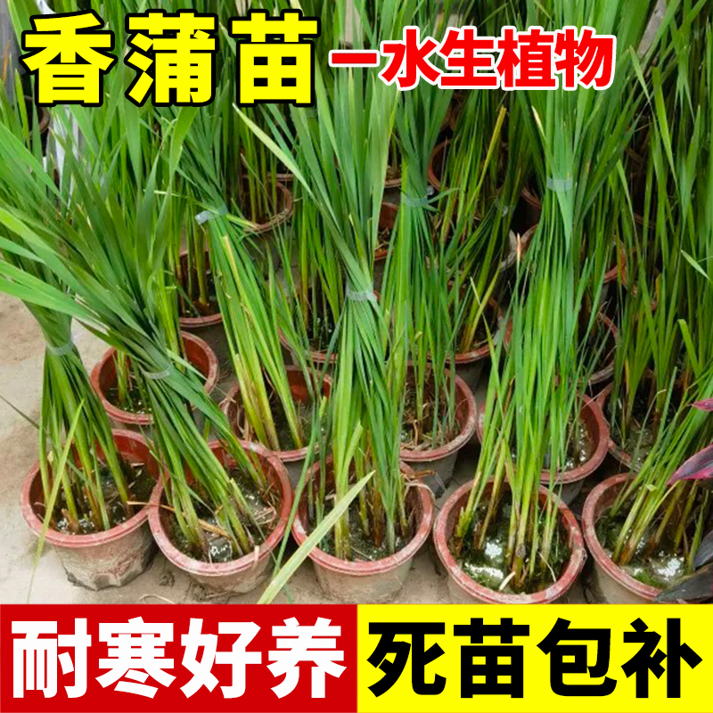 香蒲苗水烛草菖黄棒池塘湿