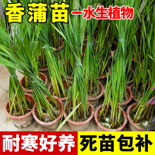 香蒲苗水烛草菖黄棒池塘湿