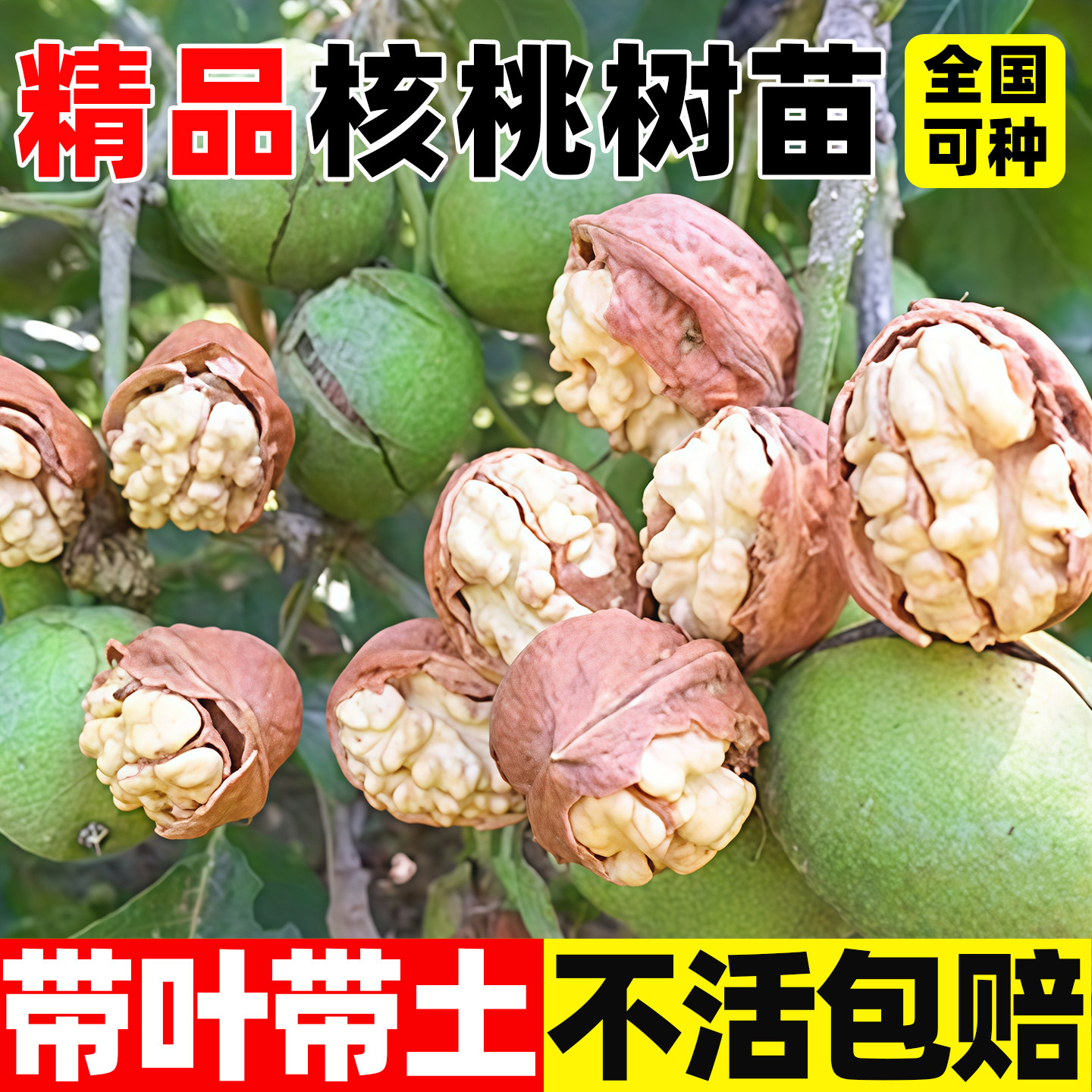 大核桃苗新疆纸皮核桃树苗大果图片