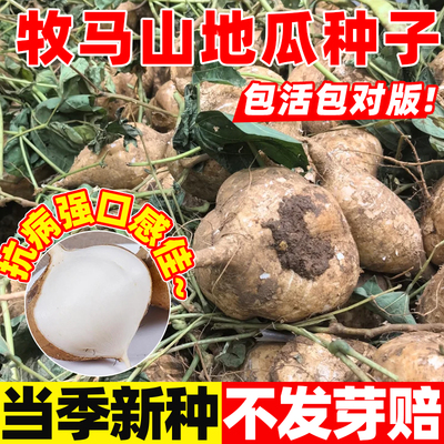 牧马山地瓜凉薯种籽种子孑水果地