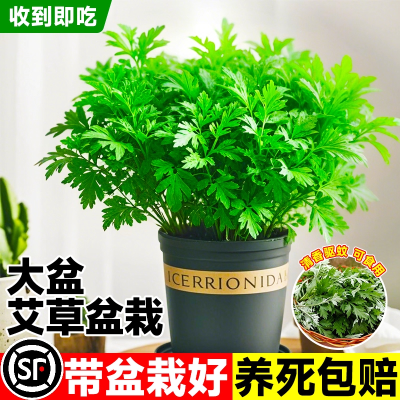 驱蚊植物艾草苗食用香草新鲜室内外阳台绿植盆栽防虫小叶艾蒿端午