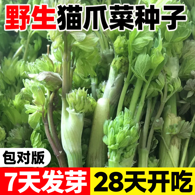 野生猫爪子种子东北山野菜种籽唐
