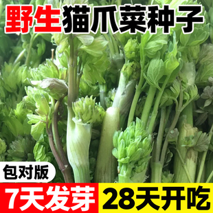 野生猫爪子种子东北山野菜种籽唐松菜种籽刺嫩芽蕨菜猴腿蔬菜种孑