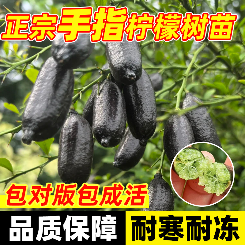 澳洲手指柠檬树苗当年结果庭院棒