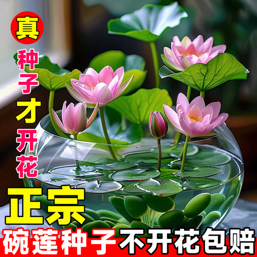 碗莲种子四季开花植物水培