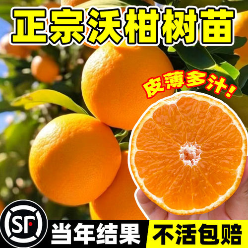 广西沃柑树苗正宗无籽无核嫁接沃