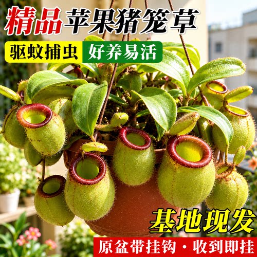 苹果猪笼草饱满笼型食虫