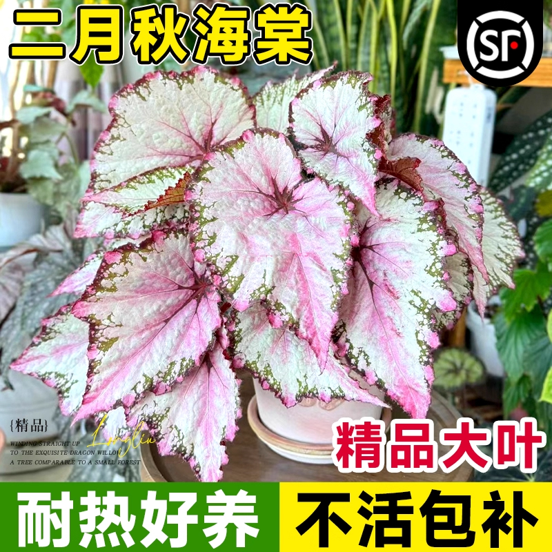 二月秋海棠绿植办公室内桌面网红