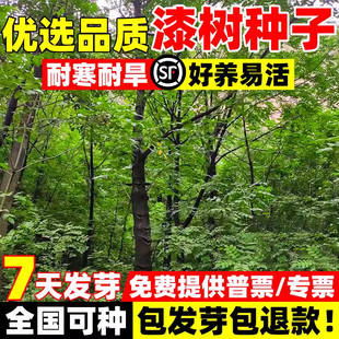 漆树种子四季种易活庭院景观油漆树种列加氏金大小野生木种籽树