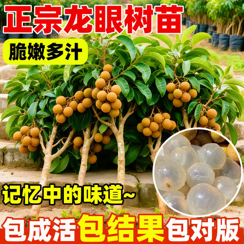 龙眼树大苗嫁接当年结果石硖