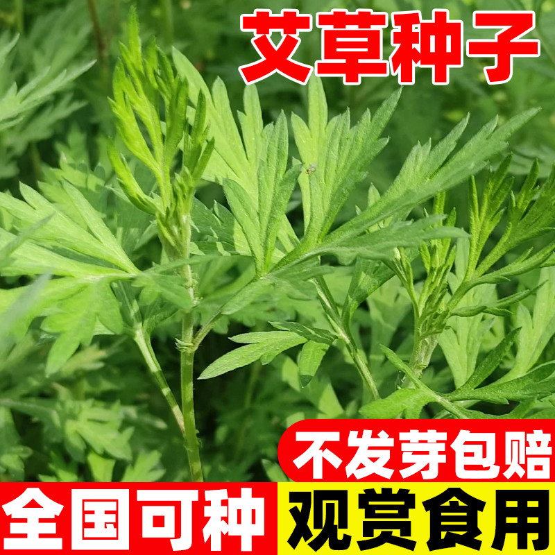 艾草种子食用青团艾叶药用大叶驱图片