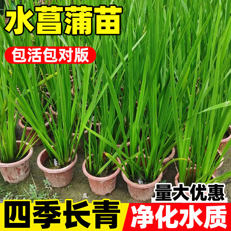 水菖蒲水生水培植物观赏石菖蒲