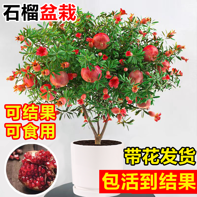 石榴花盆栽带花室内阳台老桩可食用水果树大苗绿植物盆景四季花卉