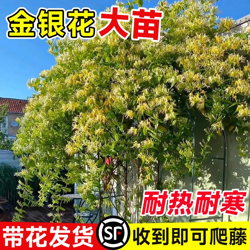 多彩金银花树苗可食用庭院爬藤老