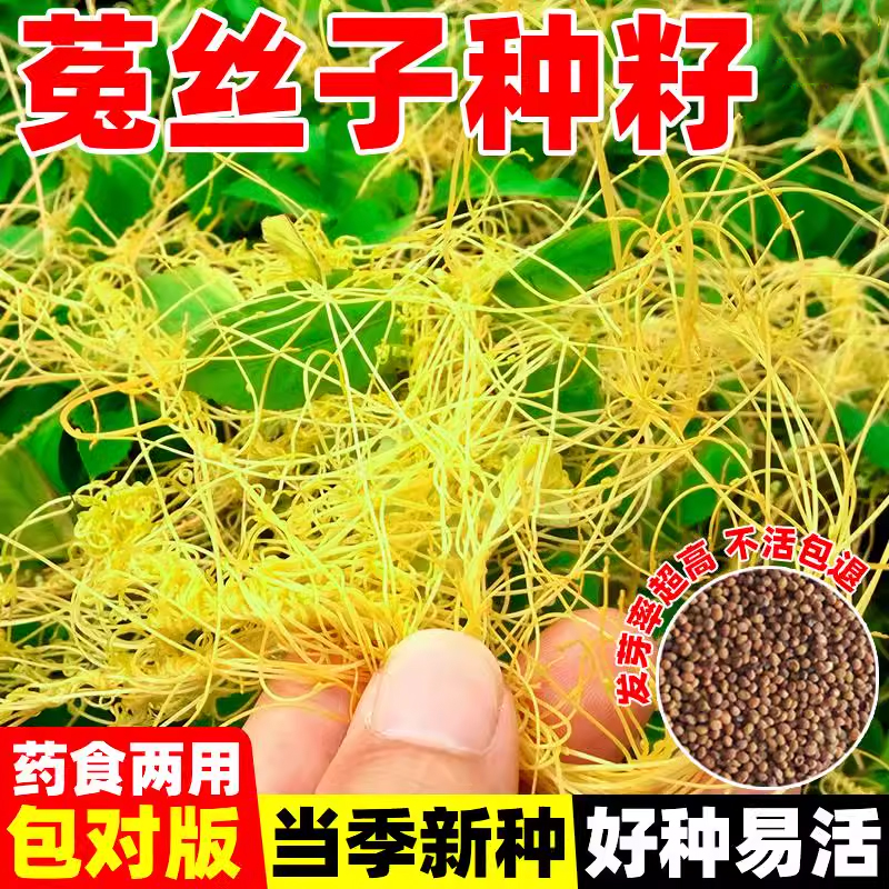 菟丝子种籽北野生中草药种子金丝藤大豆寄生无根草黄丝黄鳝藤东苗