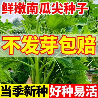 鲜嫩南瓜尖种孑食用高产专吃南瓜