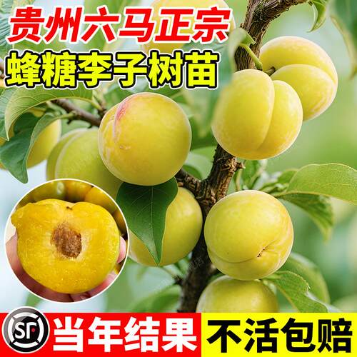 贵州六马正宗蜂糖李子树苗