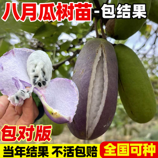 无籽八月瓜树苗大苗八月炸果树苗野果水果苗盆栽南方庭院四季种植