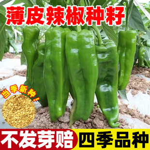 辣椒种子薄皮辣椒种籽早熟高产四季种植盆栽阳台大田易活青椒种孑