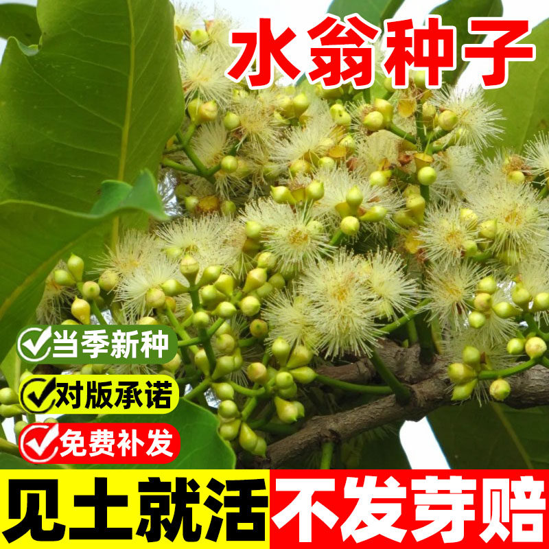 水翁种子水榕种子林木种子四季播种水翁蒲桃种子大叶水榕树种子籽