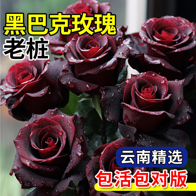 黑巴克玫瑰老桩云南月季黑玫瑰花图片