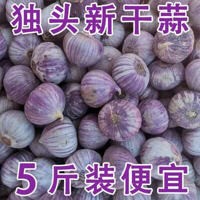 云南紫皮独头蒜新鲜干蒜蒜头圆润