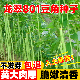 龙翠801豆角种子长豆角豇豆种四季阳台高产特长豆角种子蔬菜种孑