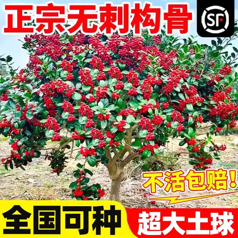 无刺枸骨树苗造型老桩有刺金