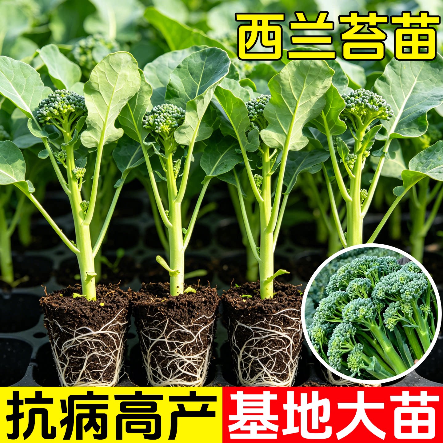 正宗西兰苔苗秧苗芥蓝菜苔菜心西蓝花苗西洋芥兰种早熟耐寒蔬菜苗