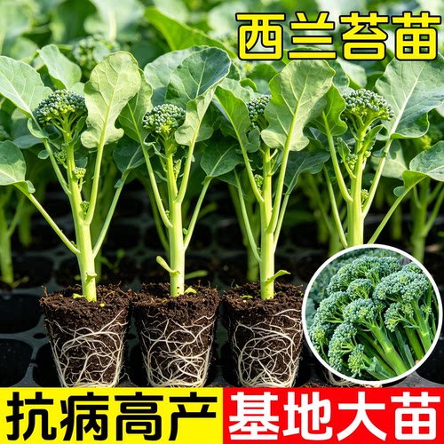 正宗西兰苔苗秧苗芥蓝菜苔菜心