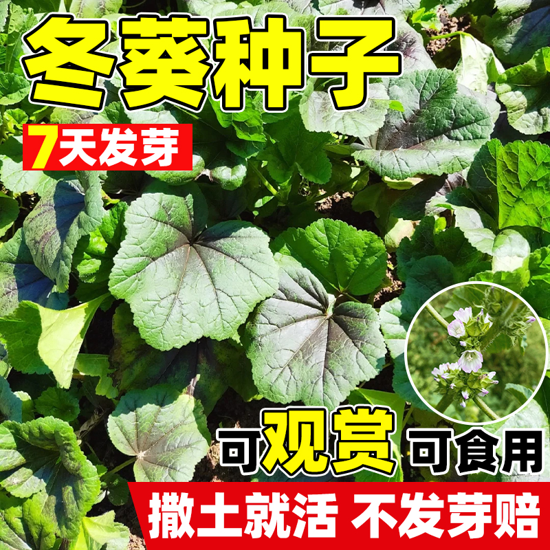 冬葵子种子四季庭院观叶种孑