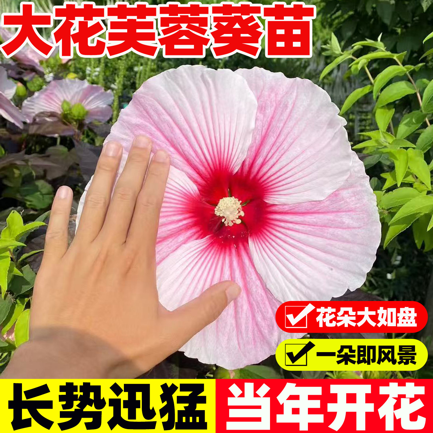 大花芙蓉葵盆栽花苗庭院耐寒好养植物室外多年生宿根花卉大花秋葵,鲜花速递/花卉仿真/绿植园艺,时令草本花卉,淘宝优惠券,粉丝福利购,淘宝优惠卷