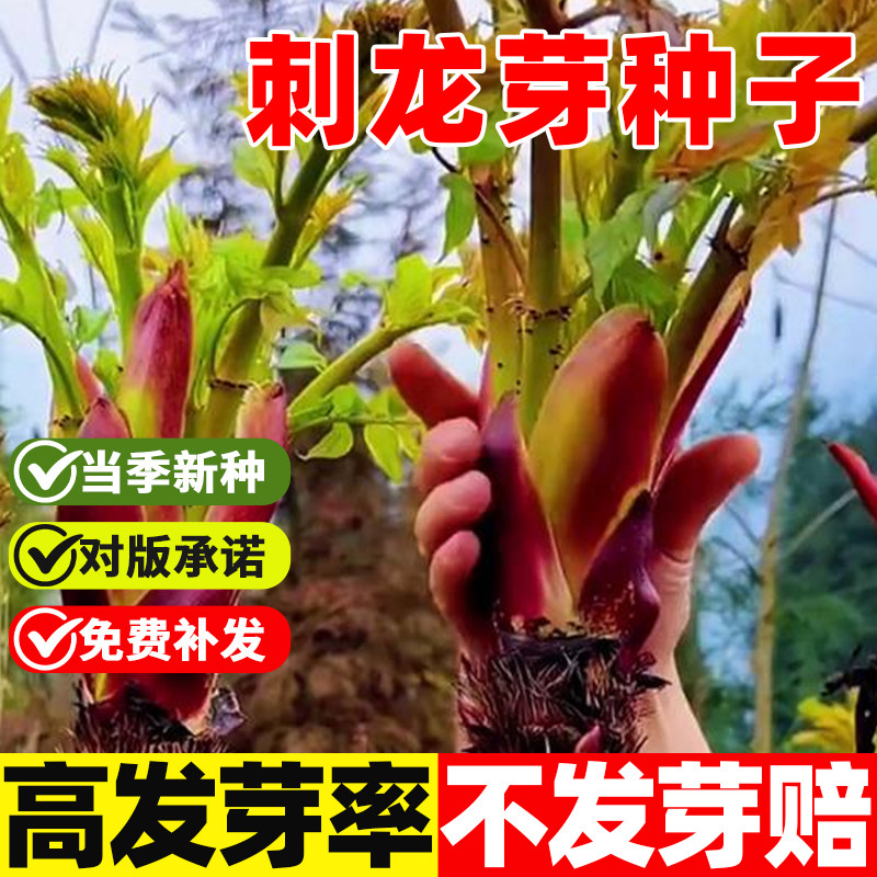 刺龙芽种籽子东北刺龙芽种籽四季高产播种阳台盆栽小院蔬菜种孑子,鲜花速递/花卉仿真/绿植园艺,家庭园艺种子,淘宝优惠券,粉丝福利购,淘宝优惠卷