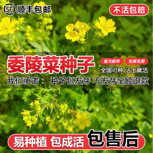 委陵菜花籽蛤蟆草籽翻白草白头翁多年生绿化地被植物种子四季播种