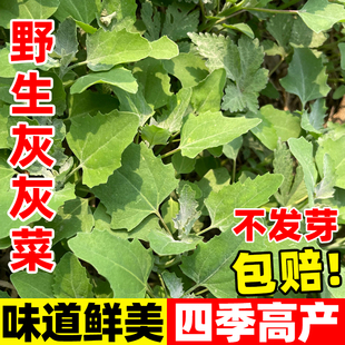 灰灰菜种子野生山野菜胭脂菜灰条菜庭院阳台四季种植盆栽易活种子