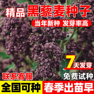 纯天然黑藜麦种子金谷籽藜麦种籽五谷杂粮黑藜麦种子三色奎藜种籽