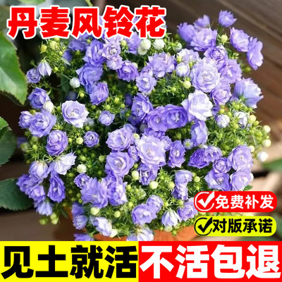 丹麦风铃花种子籽四季开见