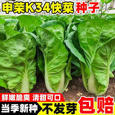 申荣K34快菜种子室外阳台庭院盆