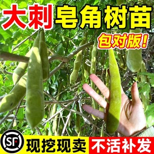 皂角树苗大刺皂角树绿化皂荚树苗盆栽庭院种植冬季药用油皂角树苗