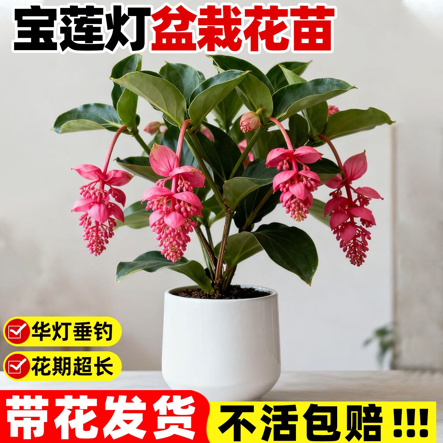 宝莲灯花苗盆栽带花苞室内阳台植物礼品年宵花灯笼花大苗好养花卉