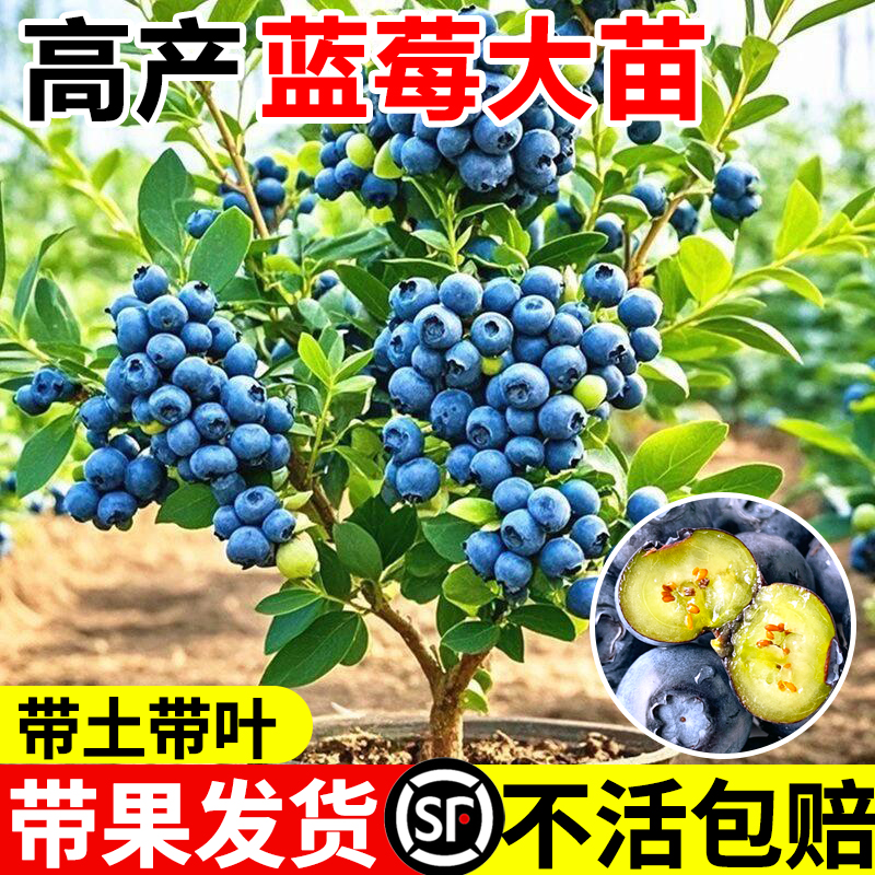 蓝莓树果苗云南F6大盆栽特